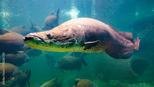 Pirarucu (Arapaima gigas) one largest freshwater fish and river lakes in Brazil photo