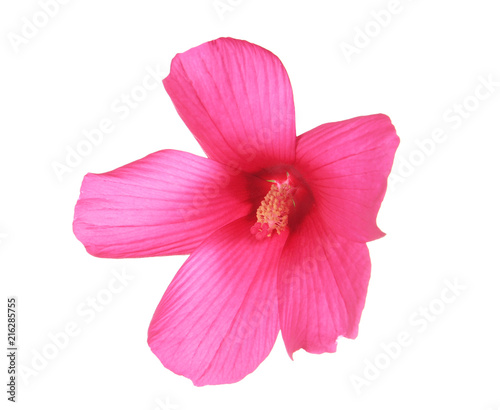 Beautiful tropical Hibiscus flower on white background