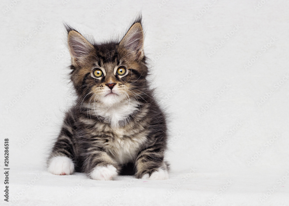 cute tabby kitten on white background