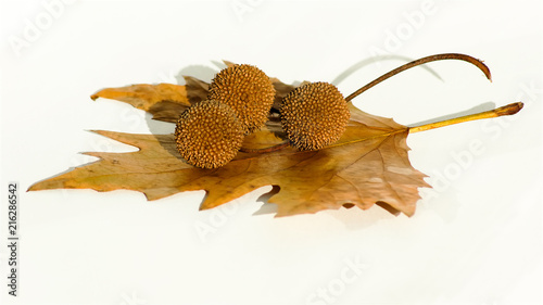 Seeds and leaves of plane tree on white background