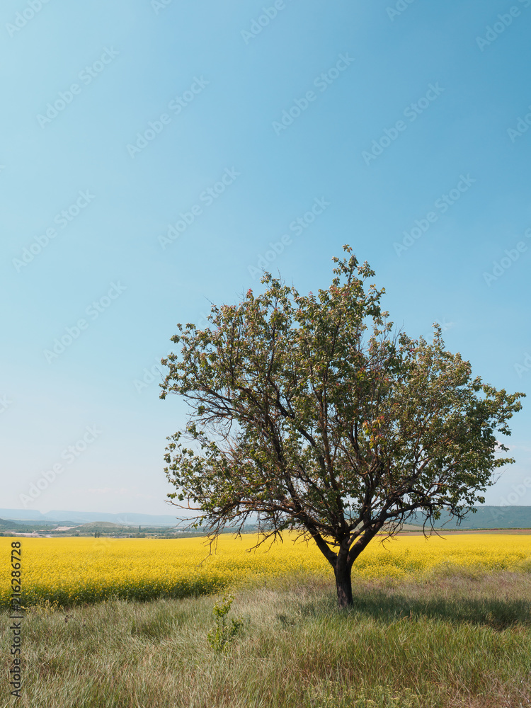 Field of yellow flowers rape rapeseed in a sunny day Field of yellow flowers rape rapeseed in a sunny day
