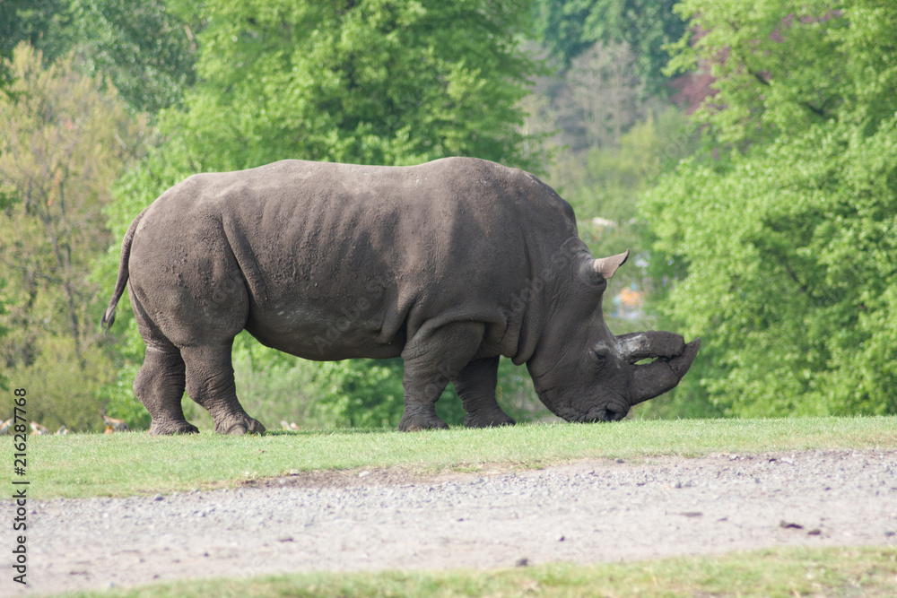 Fototapeta premium rhino