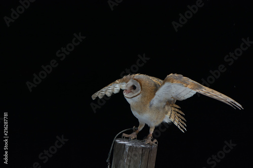Barn Owl in action on black background