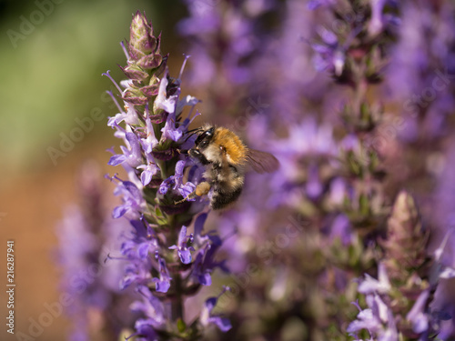 makro © CFFotografie