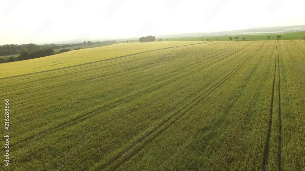 AERIAL: Flight over the wheat field in sunset AERIAL: Flight over the wheat field in sunset