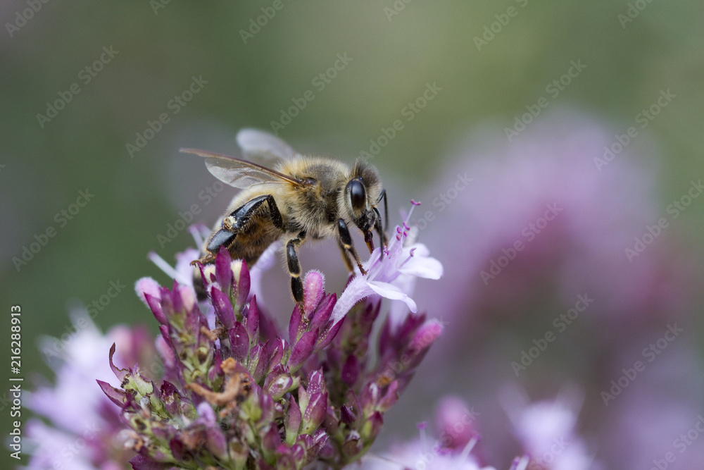 Honey Bee (Apis mellifera) on Oregano (Origanum laevigatum 'Herenhausen') Honey Bee (Apis mellifera) on Oregano (Origanum laevigatum 'Herenhausen')