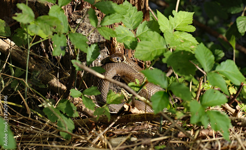 Ringelnatter ( Natrix natrix )