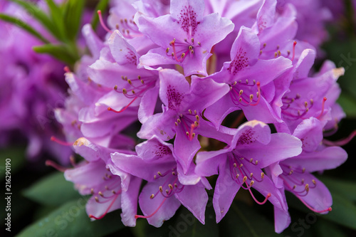 Pink flower