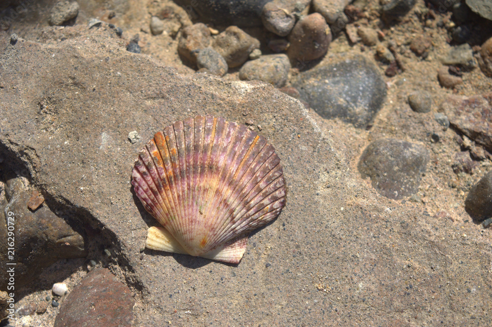 Pecten Pecten