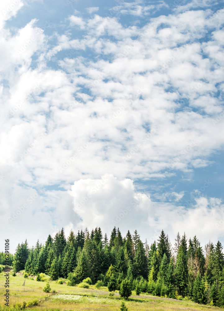 Forest on mountain against blue sky with clouds. Forest on mountain against blue sky with clouds.