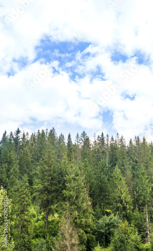 Pine forest against blue sky.