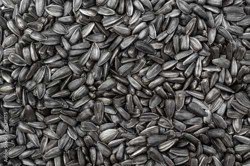 Sunflower seeds as food background. Top view. photo