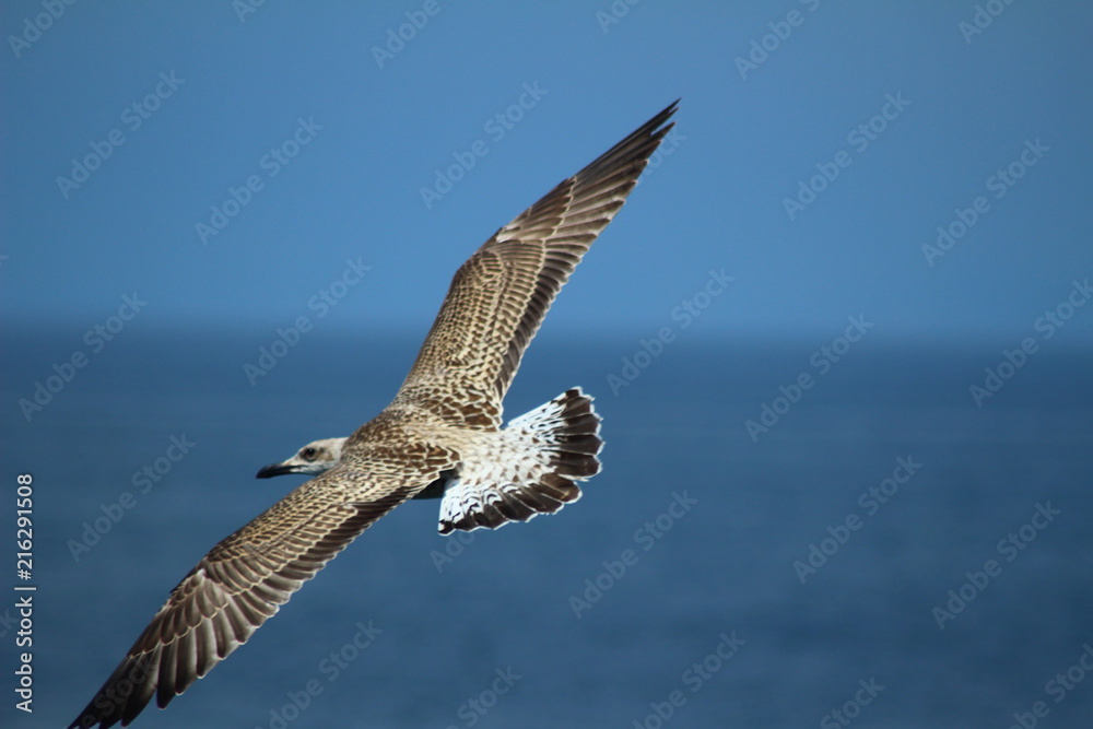 A herring gull flying over the Mediterranean sea near Keramoti, Greece A herring gull flying over the Mediterranean sea near Keramoti, Greece