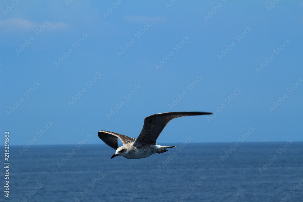 A herring gull flying over the Mediterranean sea near Keramoti, Greece