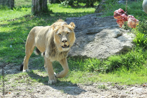 Löwe (Panthera leo) in einem Zoo