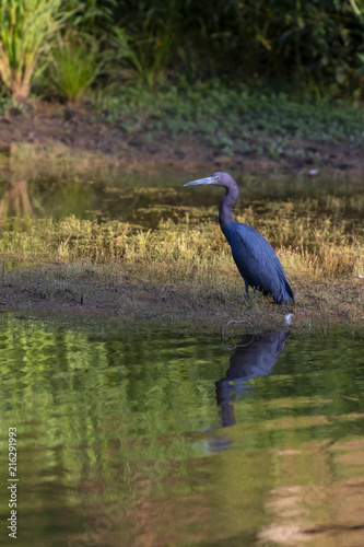 little blue heron 