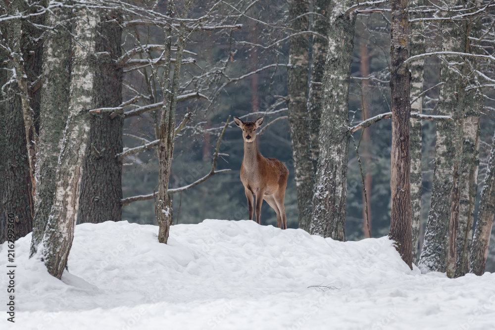 Graceful Adult Female Red Deer On A Snow Hill. European Wildlife Landscape With Deer ( Cervus Elaphus ). Portrait Of Lonely Deer ( Cervidae ) At Aspen Forest Background. Deer In The Natural Habitat