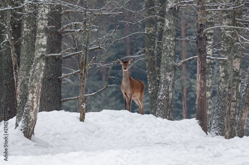 Obraz na płótnie Graceful Adult Female Red Deer On A Snow Hill. European Wildlife Landscape With Deer ( Cervus Elaphus ). Portrait Of Lonely Deer ( Cervidae ) At Aspen Forest Background. Deer In The Natural Habitat w salonie