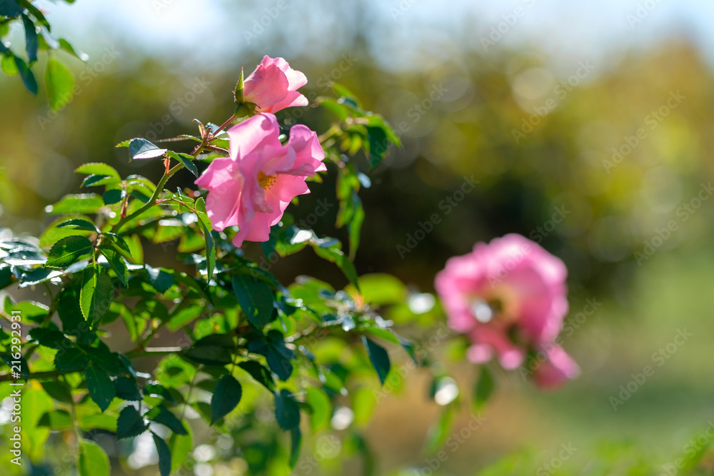 Φωτογραφία Detail of pink rose. Plant in the garden. Bokeh.