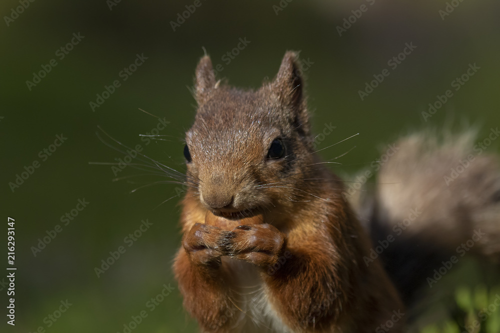red squirrel, Sciurus vulgaris, searching for and eating nuts in a pinewood glade during a sunny morning. Caringorm NP, Scotland. red squirrel, Sciurus vulgaris, searching for and eating nuts in a pinewood glade during a sunny morning. Caringorm NP, Scotland.