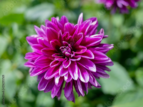 Closeup of fuchsia color dahlia bloom.