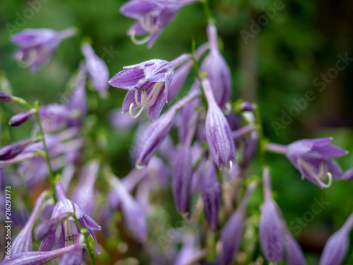 Fototapeta Naklejka Na Ścianę i Meble -  Closeup of purple bluebell flowers.
