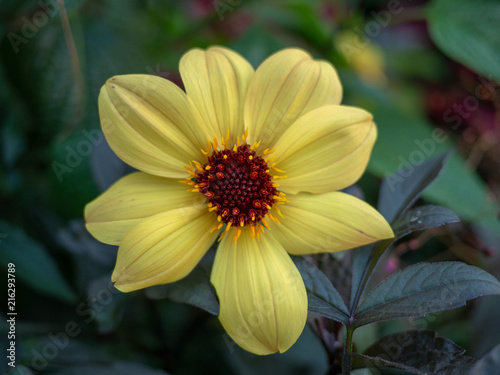 Fototapeta Naklejka Na Ścianę i Meble -  The yellow daisy is a magnificent addition to any garden.