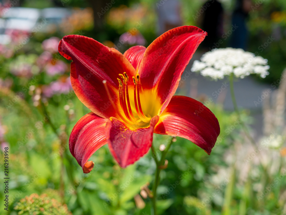 Fototapeta premium Closeup red amaryllis macro.