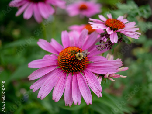 Fototapeta Naklejka Na Ścianę i Meble -  Pretty flowering coneflower in bloom closeup.