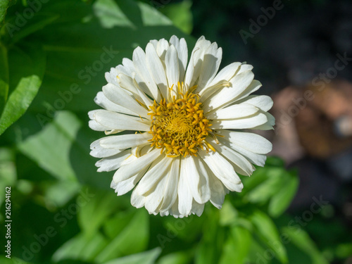 Fototapeta Naklejka Na Ścianę i Meble -  White lotus, water lily with yellow center.