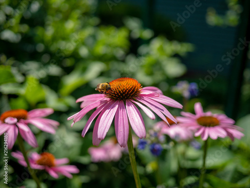 Fototapeta Naklejka Na Ścianę i Meble -  Coneflower flower with green grass.