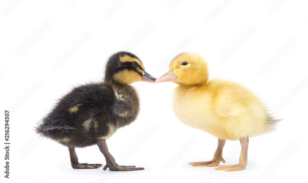 Cute little newborn fluffy duckling. One young duck isolated on a white background. Cute little newborn fluffy duckling. One young duck isolated on a white background.