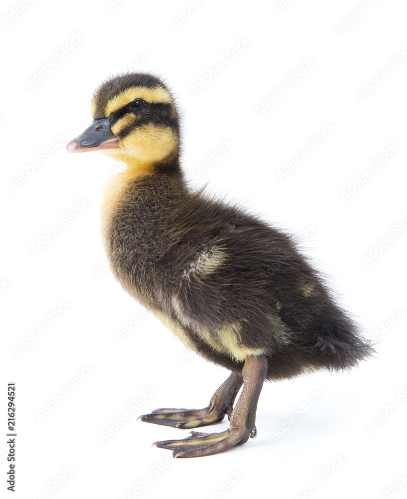 Cute little newborn fluffy duckling. One young duck isolated on a white background. Cute little newborn fluffy duckling. One young duck isolated on a white background.