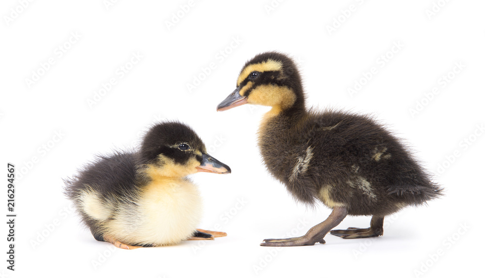 Obraz premium Cute little newborn fluffy duckling. One young duck isolated on a white background.