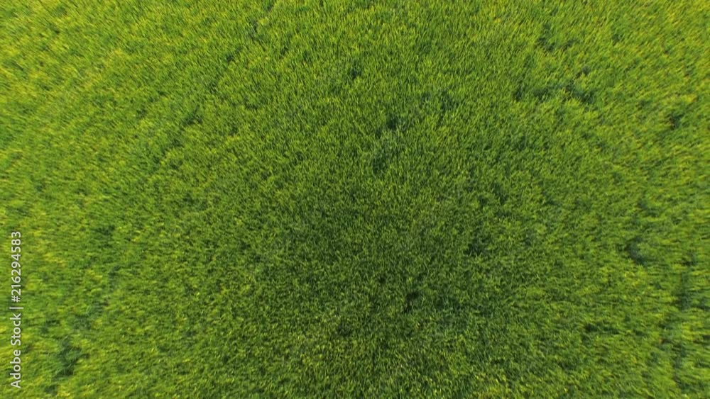 AERIAL: Flight over the wheat field in sunset AERIAL: Flight over the wheat field in sunset