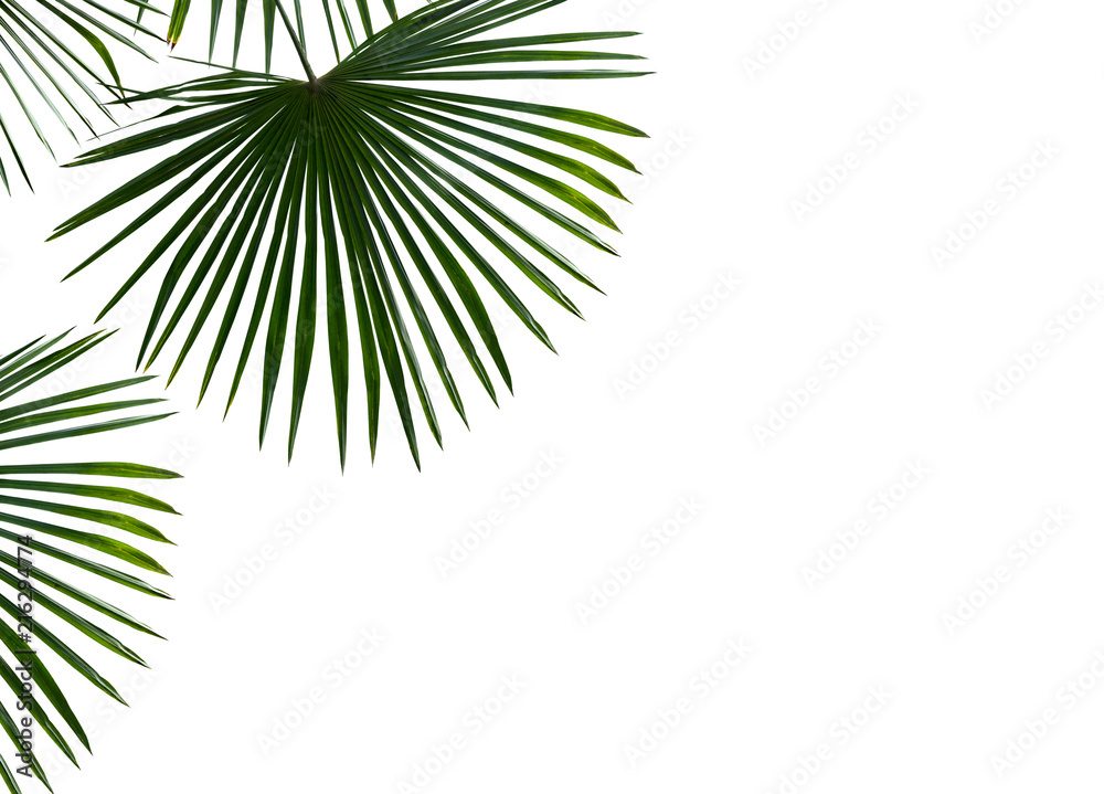 Obraz premium Tropical leaves palm tree ( Livistona ) on a white background with space for text. Top view, flat lay