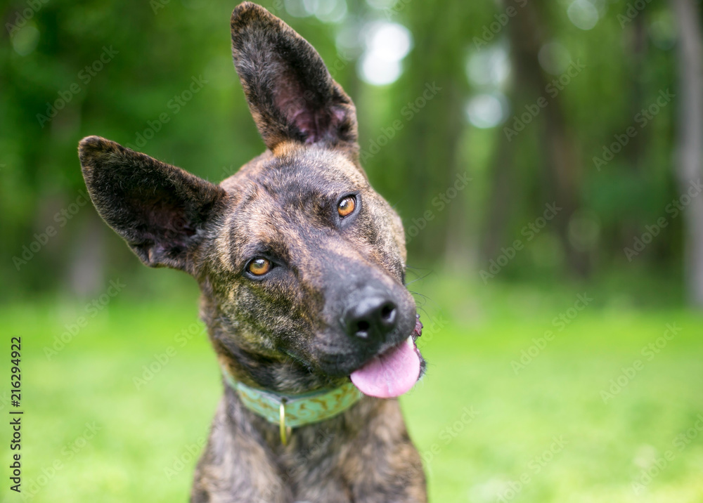 Dutch Shepherd Mix Dutch Shepherd Mix
