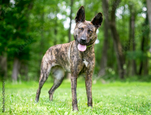 Quadro su tela A brindle Dutch Shepherd mixed breed dog listening with a head tilt