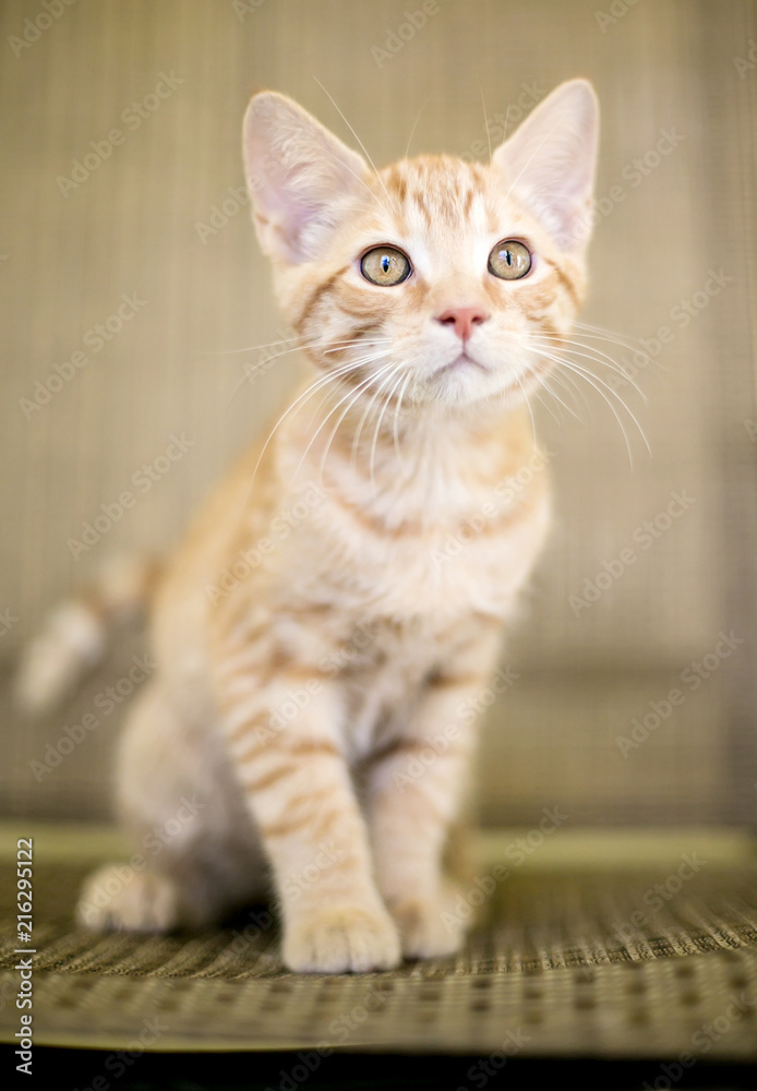 A cute orange tabby domestic shorthair kitten Stock Photo | Adobe Stock