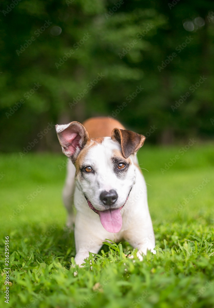 A happy Terrier mixed breed dog in a play bow position