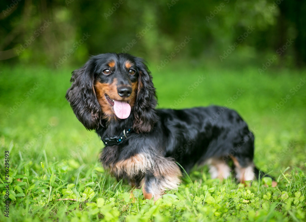 A black and red Long-haired Dachshund dog outdoors Stock Photo | Adobe Stock