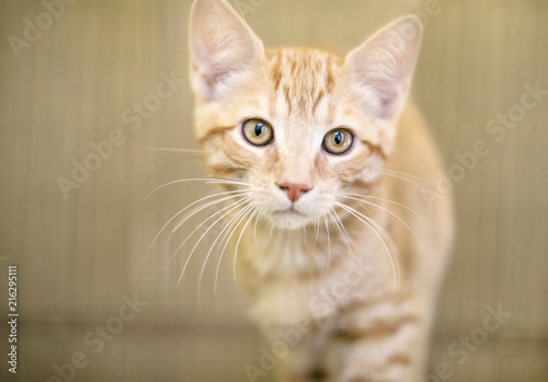 A cute orange tabby domestic shorthair kitten