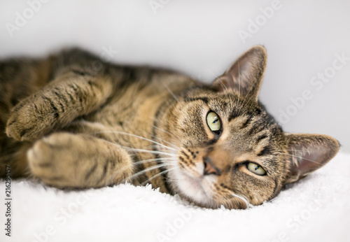 A lazy domestic shorthair tabby cat relaxing on a white blanket
