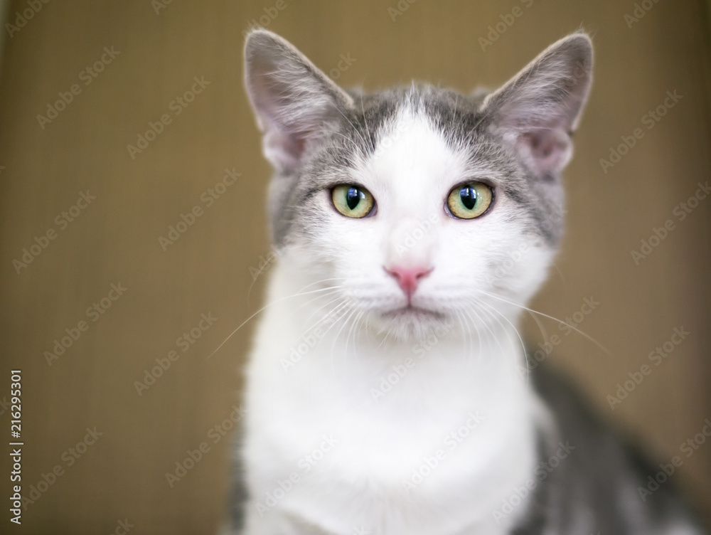 A gray and white domestic shorthair cat