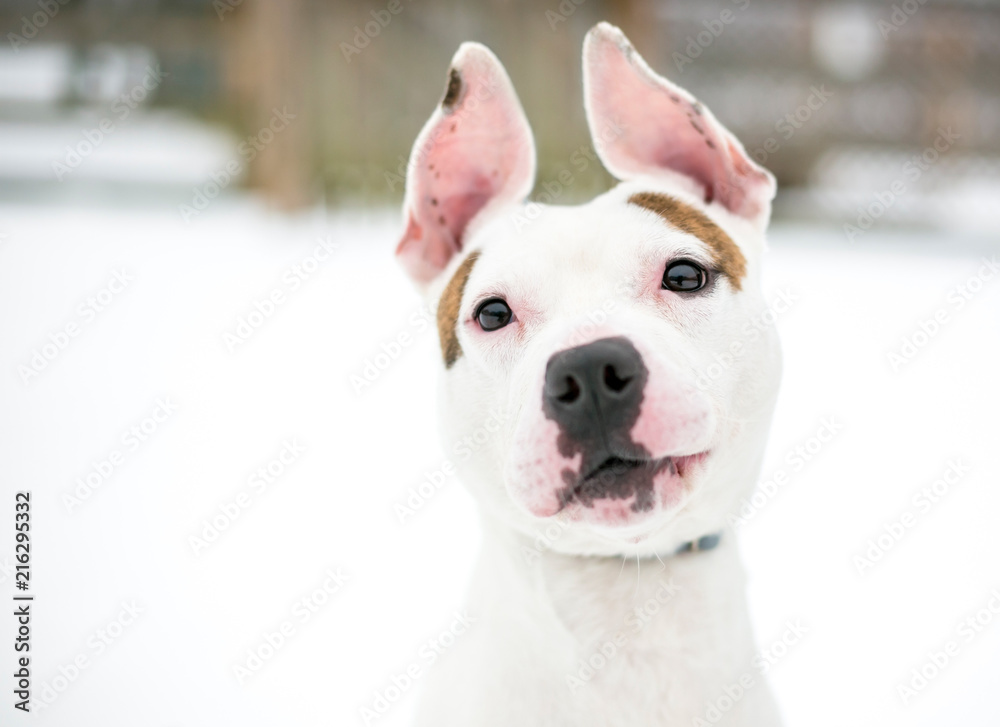 A cute Pit Bull Terrier mixed breed dog with large ears outdoors in the snow