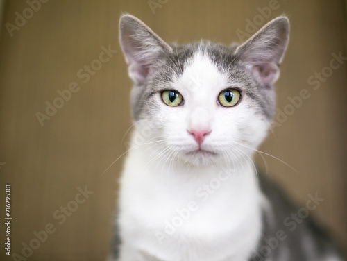 A gray and white domestic shorthair cat © Mary Swift