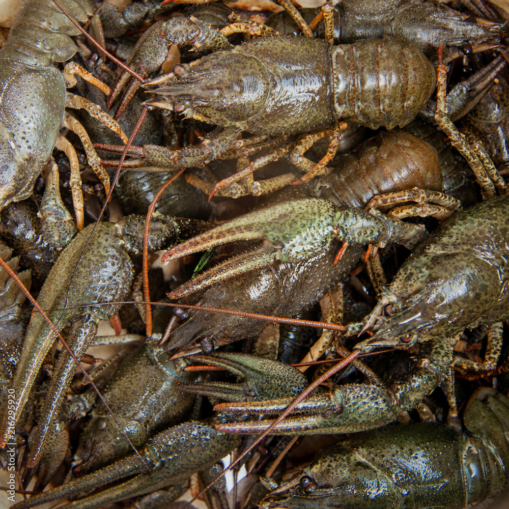 Lots of live crawfish Lots of live crawfish