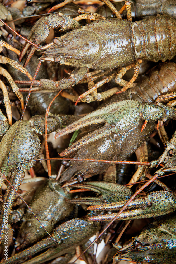 Lots of live crawfish Lots of live crawfish
