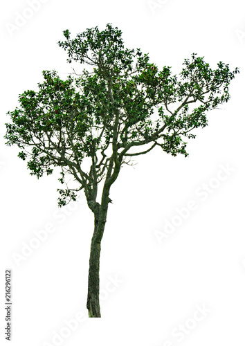 The Isolated Dipterocarpus Alatus, tropical forest tree from white background with clipping path. Ready for use.
