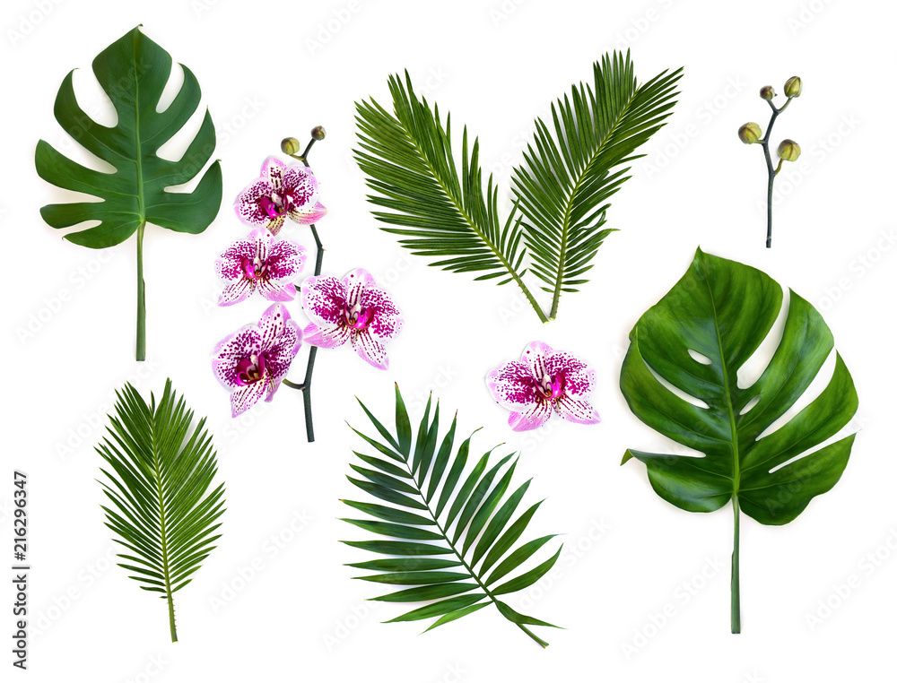 Obraz premium Tropical leaves palm tree, monstera and palm tree cycas revoluta ( sago palm ) with pink flowers moth orchids on a white background. Top view, flat lay.